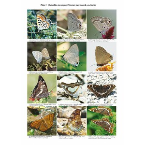 THE BUTTERFLIES OF PAKISTAN 3