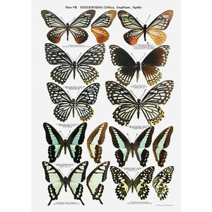 THE BUTTERFLIES OF PAKISTAN 4