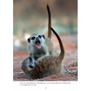 MONGOOSES OF THE WORLD_1