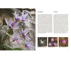 FLORA OF THE MEDITERRANEAN. WITH CALIFORNIA, CHILE, AUSTRALIA & SOUTH AFRICA. AN ILLUSTRATED GUIDE 3