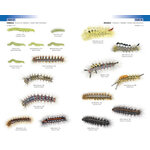 FIELD GUIDE TO THE CATERPILLARS OF GREAT BRITAIN AND IRELAND 2