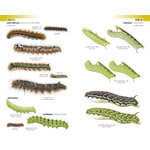 FIELD GUIDE TO THE CATERPILLARS OF GREAT BRITAIN AND IRELAND 3