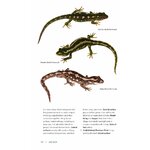 REPTILES AND AMPHIBIANS OF NEW ZEALAND. A FIELD GUIDE_1