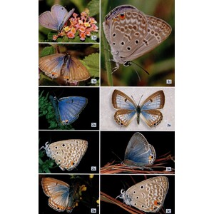 FIELD GUIDE TO BUTTERFLIES OF SOUTH AFRICA. A FIELD 3