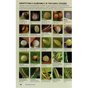 FIELD GUIDE TO BUTTERFLIES OF SOUTH AFRICA. A FIELD 4