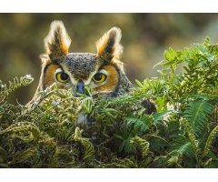 PHOTOGRAPHING BIRDS OF PREY. THE ART OF IDENTIFYING & DOCUMENTING RAPTORS 2
