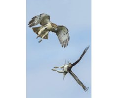 PHOTOGRAPHING BIRDS OF PREY. THE ART OF IDENTIFYING & DOCUMENTING RAPTORS 3