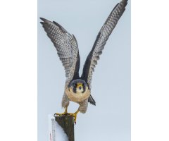 PHOTOGRAPHING BIRDS OF PREY. THE ART OF IDENTIFYING & DOCUMENTING RAPTORS 5
