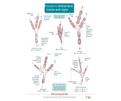 GUIDE TO BRITISH BIRDS TRACKS AND SIGNS 