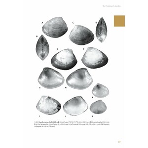 MARINE BIVALVES OF TROPICAL WEST AFRICA 3