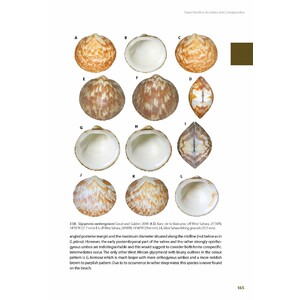 MARINE BIVALVES OF TROPICAL WEST AFRICA 4