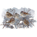 AVES QUE VEO EN INVIERNO 5