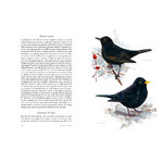 AVES QUE VEO EN INVIERNO 6