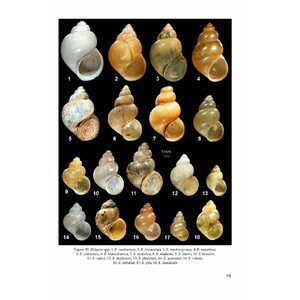 THE FRESHWATER GASTROPODS OF THE WEST-PALAEARCTIS. VOLUME 1 5