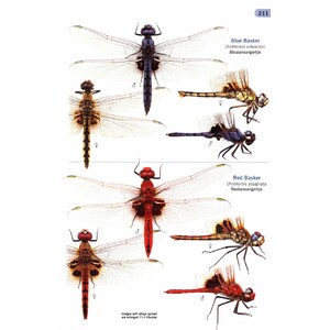 A GUIDE TO THE DRAGONFLIES AND DAMSELFLIES OF SOUTH AFRICA: COVERING THE 164 SPECIES OF DRAGONFLY AND DAMSELFLY FOUND IN SOUTH AFRICA, LESOTHO AND SWA_1