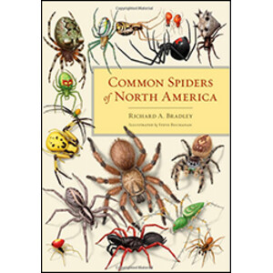 COMMON SPIDERS OF NORTH AMERICA