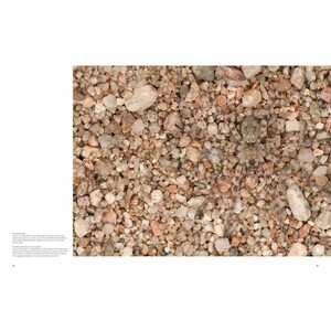 THE CHAMPIONS OF THE CAMOUFLAGE_1