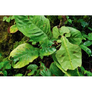 THE CHAMPIONS OF THE CAMOUFLAGE 3