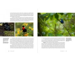 NEW GUINEA: NATURE AND CULTURE OF EARTH'S GRANDEST ISLAND_1