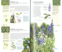 PLANTAS SILVESTRES COMESTIBLES. NUEVA GENERACIÓN DE GUÍAS DE CAMPO 4