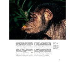 LES CHIMPANZÉS DES MONTS DE LA LUNE 3