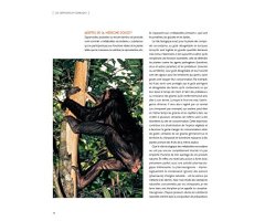 LES CHIMPANZÉS DES MONTS DE LA LUNE 4