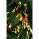 LIANAS OF THE GUIANAS 3