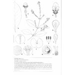 LIANAS OF THE GUIANAS 4