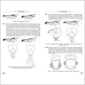 BEES OF EUROPE - HYMENOPTERA OF EUROPE 1 4