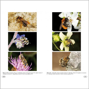 BEES OF EUROPE - HYMENOPTERA OF EUROPE 1 5