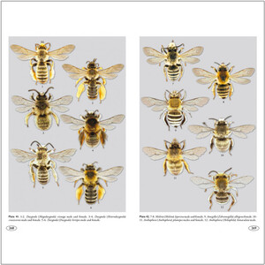 BEES OF EUROPE - HYMENOPTERA OF EUROPE 1 6