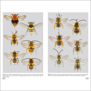 BEES OF EUROPE - HYMENOPTERA OF EUROPE 1 7