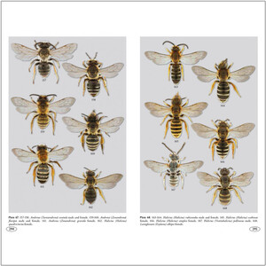 BEES OF EUROPE - HYMENOPTERA OF EUROPE 1 8