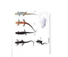 AMPHIBIANS OF NORTH AFRICA 2