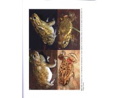 AMPHIBIANS OF NORTH AFRICA 3