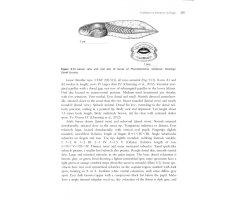 AMPHIBIANS OF NORTH AFRICA 4