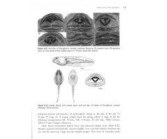 AMPHIBIANS OF NORTH AFRICA 6