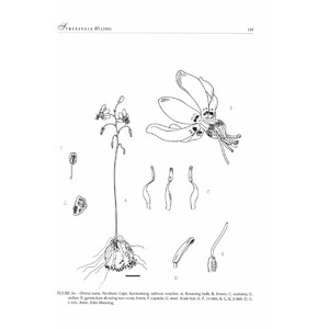 SYSTEMATICS OF DRIMIA, SL. (HYACINTHACEA: URGINEOIDEAE) OF SOUTHERN AFRICA_1