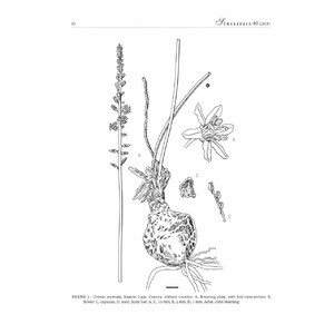 SYSTEMATICS OF DRIMIA, SL. (HYACINTHACEA: URGINEOIDEAE) OF SOUTHERN AFRICA 4