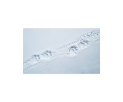 TIBET, EN HARMONIE AVEC LA PANTHÈRE DES NEIGES 3