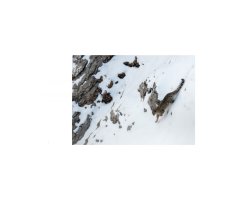 TIBET, EN HARMONIE AVEC LA PANTHÈRE DES NEIGES 4