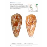 A TAXONOMIC ICONOGRAPHY OF LIVING CONIDAE. VOLUME 2 3
