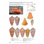 A TAXONOMIC ICONOGRAPHY OF LIVING CONIDAE. VOLUME 2 4