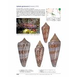 A TAXONOMIC ICONOGRAPHY OF LIVING CONIDAE. VOLUME 2 5