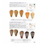 A TAXONOMIC ICONOGRAPHY OF LIVING CONIDAE. VOLUME 2 6