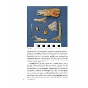 IDENTIFYING & INTERPRETING ANIMAL BONES. A MANUAL 3