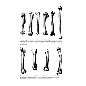 IDENTIFYING & INTERPRETING ANIMAL BONES. A MANUAL 4