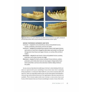 IDENTIFYING & INTERPRETING ANIMAL BONES. A MANUAL 5