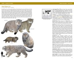 FELIDS AND HYENAS OF THE WORLD. WILD CATS, PANTHERS, LYNX, PUMAS, OCELOTS, CARACALS, AND RELATIVES_1