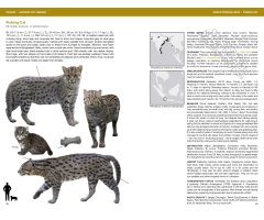 FELIDS AND HYENAS OF THE WORLD. WILD CATS, PANTHERS, LYNX, PUMAS, OCELOTS, CARACALS, AND RELATIVES 3